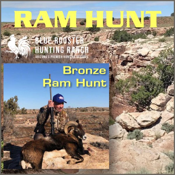 Raffle Ranch Blue Rooster Ranch Bronze Ram Hunt Raffle | AES Raffles